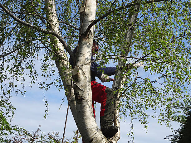 How Our Tree Care Process Works  in  Carmel Valley Village, CA